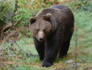 Un orso tra le case di Priuso: cresce la confidenza del plantigrado, l’allerta degli esperti